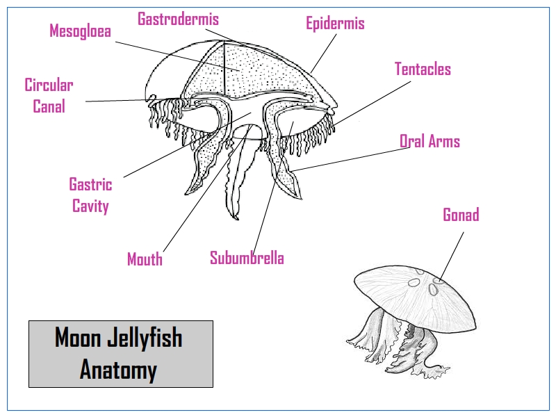 Jellyfish Classification Chart