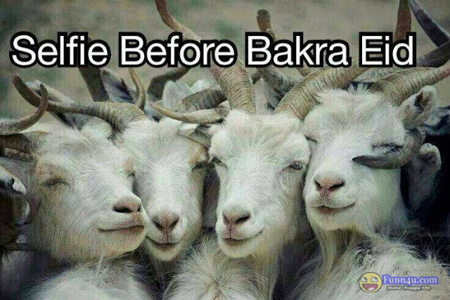 Bakra Eid -ul-Adha Zuha sms message wishes in english Urdu Hindi with images pictures Greetings Card Bakra Eid -ul-Adha Zuha sms message wishes in english Urdu Hindi with images pictures Greetings Card