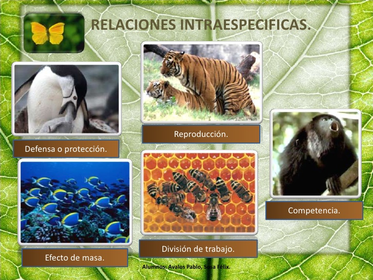 La clase de Sherezade Repaso ecosistemas