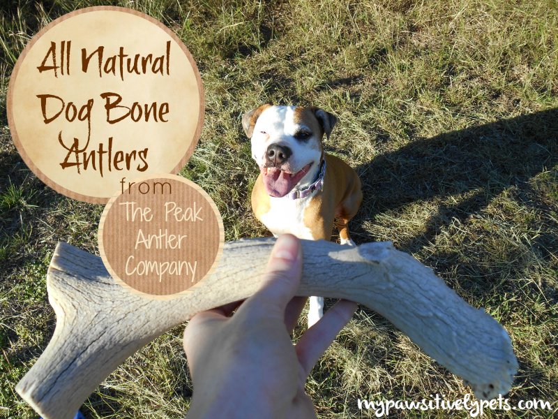 Trying Dog Bone Antlers for the First Time Enter to Win