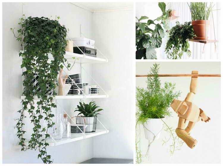 10 Hard to Kill Hanging Plants That’ll Make Your Home Look Amazing