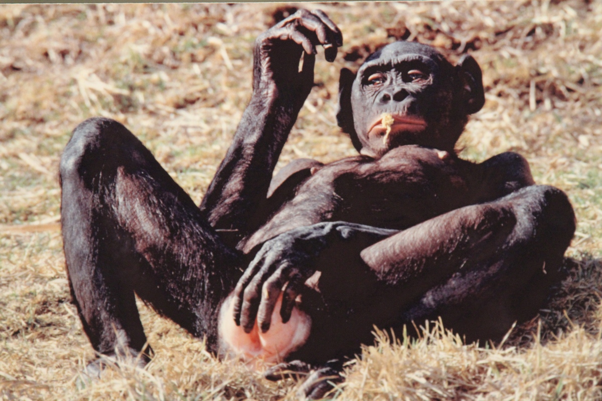 обезьяны трахают женщин зоо фото 54