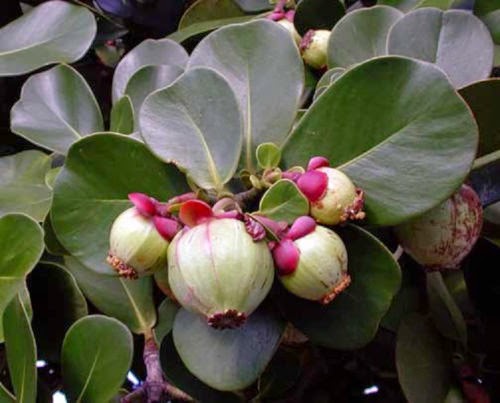 キューバ産の ”褐色プロポリス” の起源植物:  <br>「福木」の一種 (クルシア・ロセア)