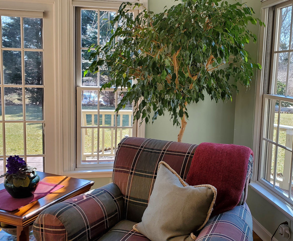 4 Steps to Growing a Ficus Tree in Your Home