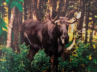 Bruce The Moose, Two Rivers Wildlife Park
