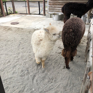 千葉県市川市動植物園にいる２頭のアルパカの写真