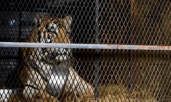 Tiger found in Houston residence was taken to a rescue facility