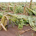 LAURA DESTRUYÓ PLANTACIONES DE PLÁTANOS Y GUINEOS EN AZUA Y BARAHONA; DICE MINISTRO DE AGRICULTURA