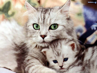 Cute cats pictures