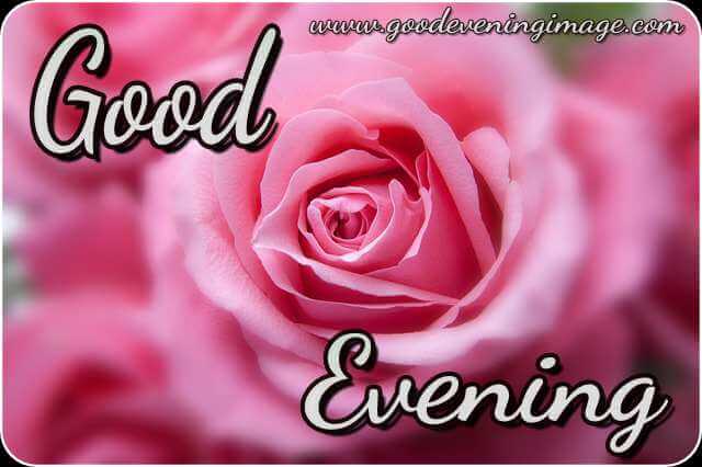 19 good evening rose images for lovers good evening with flowers wishes 19 good evening rose images for lovers