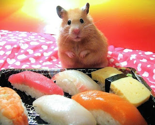 Fluffy hamsters+(12) Fluffy Hamsters