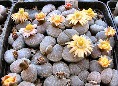 Lithops Verruculosa Cv 'Rose Del Texas' Altra Rara Cultivar Con Il - Foto 2