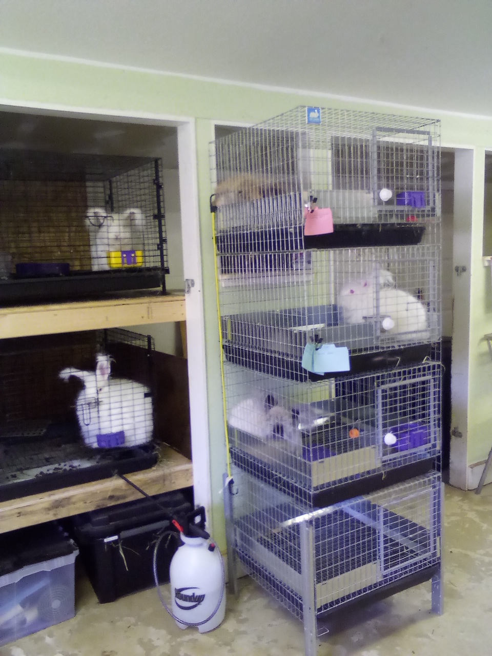 Northern California Angora Guild Pattee and Her Rabbitry