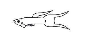 Gambar Ilustrasi Ikan Guppy Lyretail
