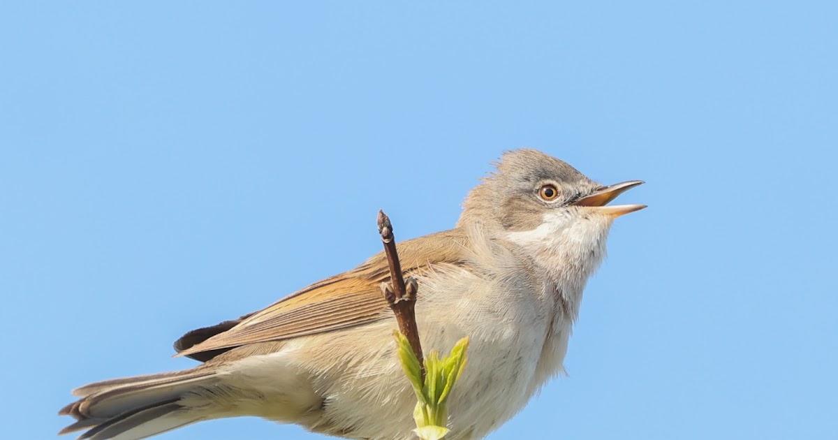 Austin's Birding Blog 02/05/2021 Viridor Wood, Abram, Wigan