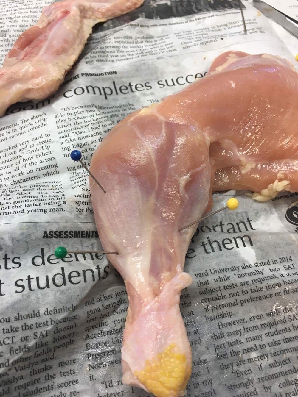 Anatomy and Physiology : Chicken Dissection Lab Analysis