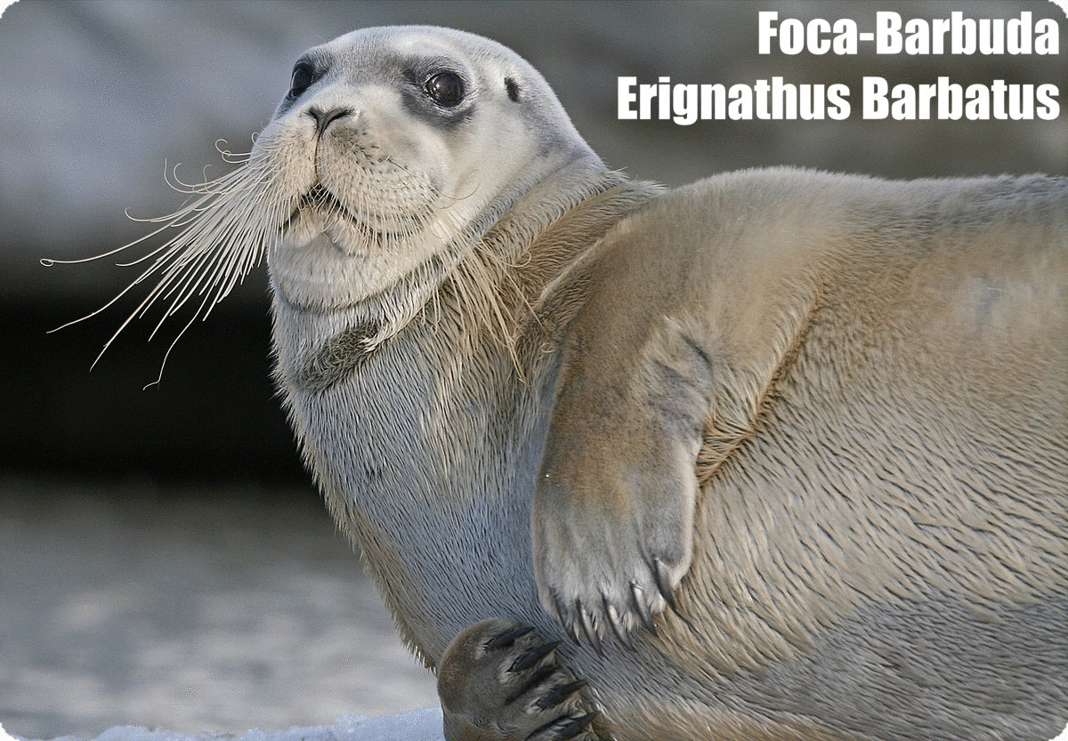 Foca-Barbuda | Erignathus Barbatus | Foca-Barbatana
