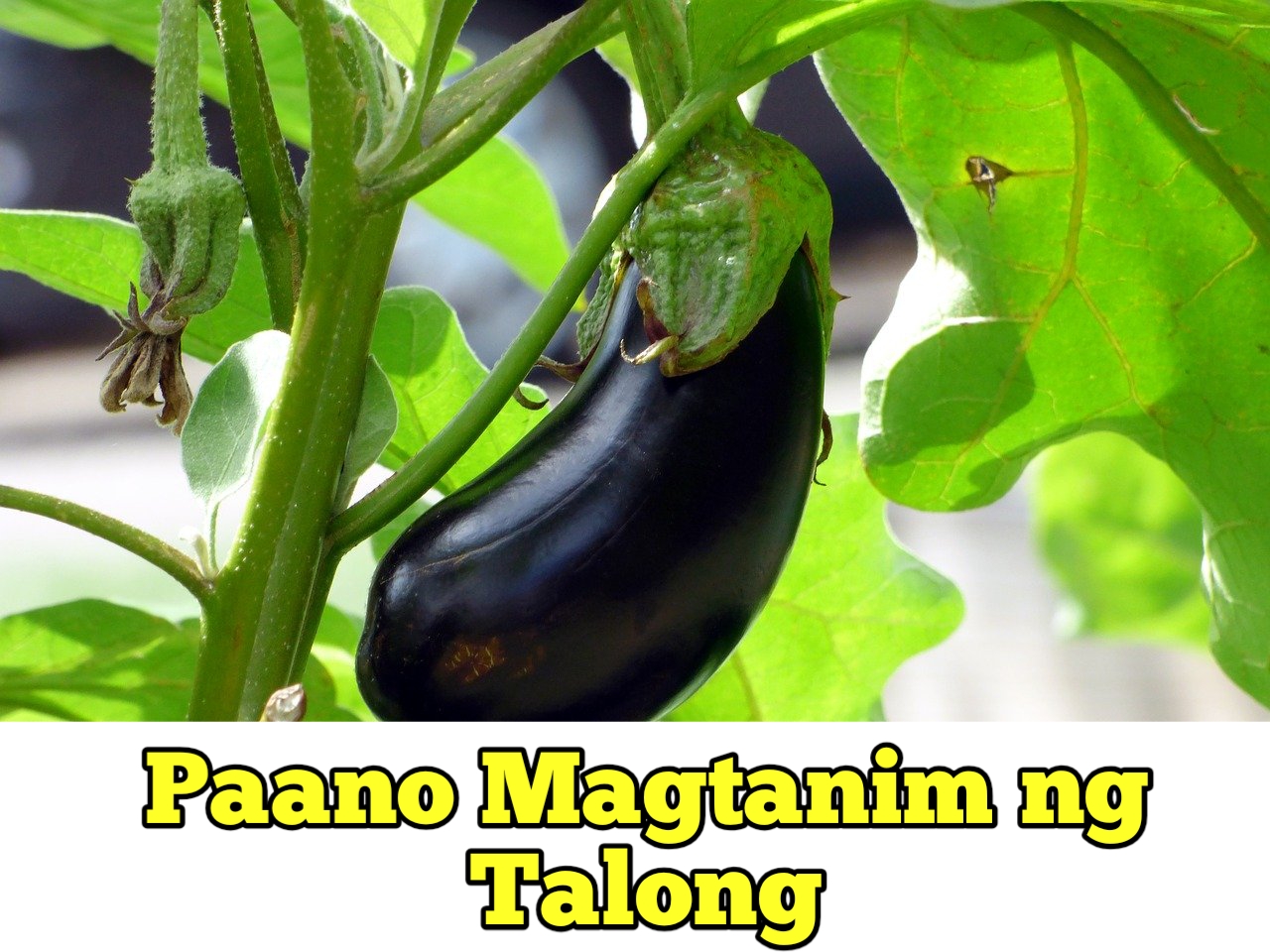 Paano Magtanim ng Talong - Magtanim ng Gulay