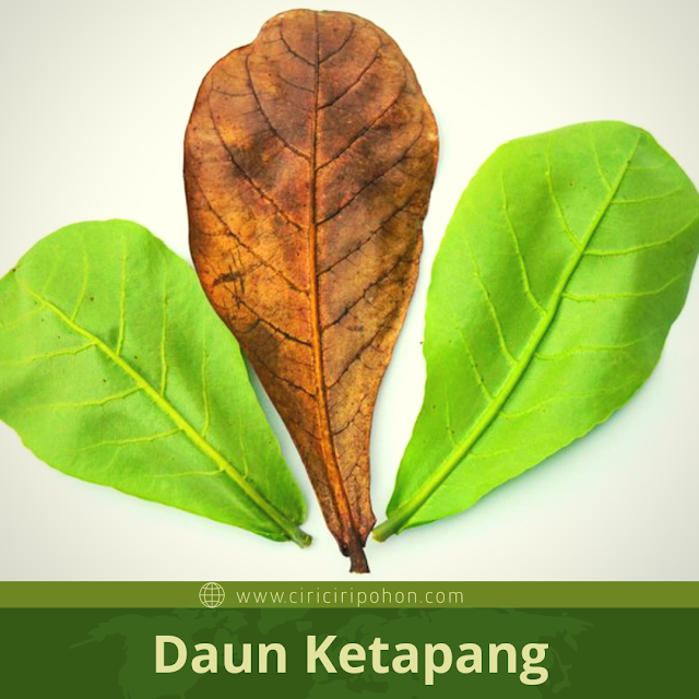 Ciri Ciri Daun Ketapang 