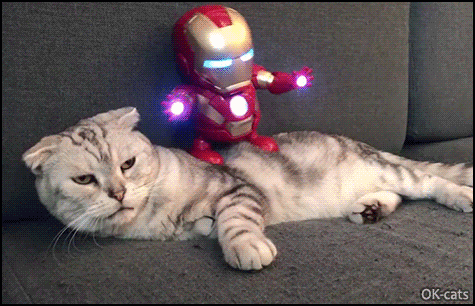 Funny Cat GIF • When Iron Man Robot is dancing hard on your tolerant cat but kitty is definitely not amused haha Funny Cat GIF • When Iron Man Robot is dancing hard on your tolerant cat but kitty is definitely not amused haha
