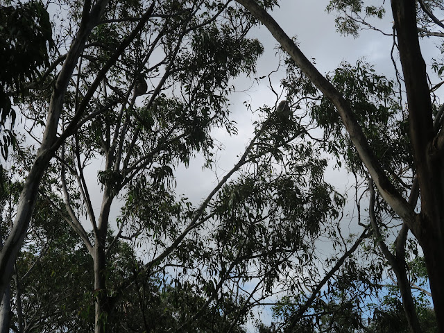 Eucalyptus trees, koala conversation centre,  philip island, melbourne, australia