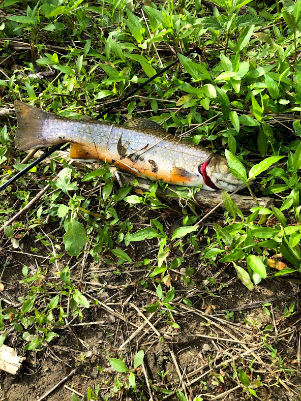 Trout Fishing in Pine Creek in North Park, Pittsburgh