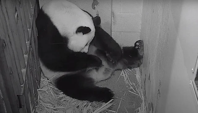 Vídeo del nacimiento de oso panda