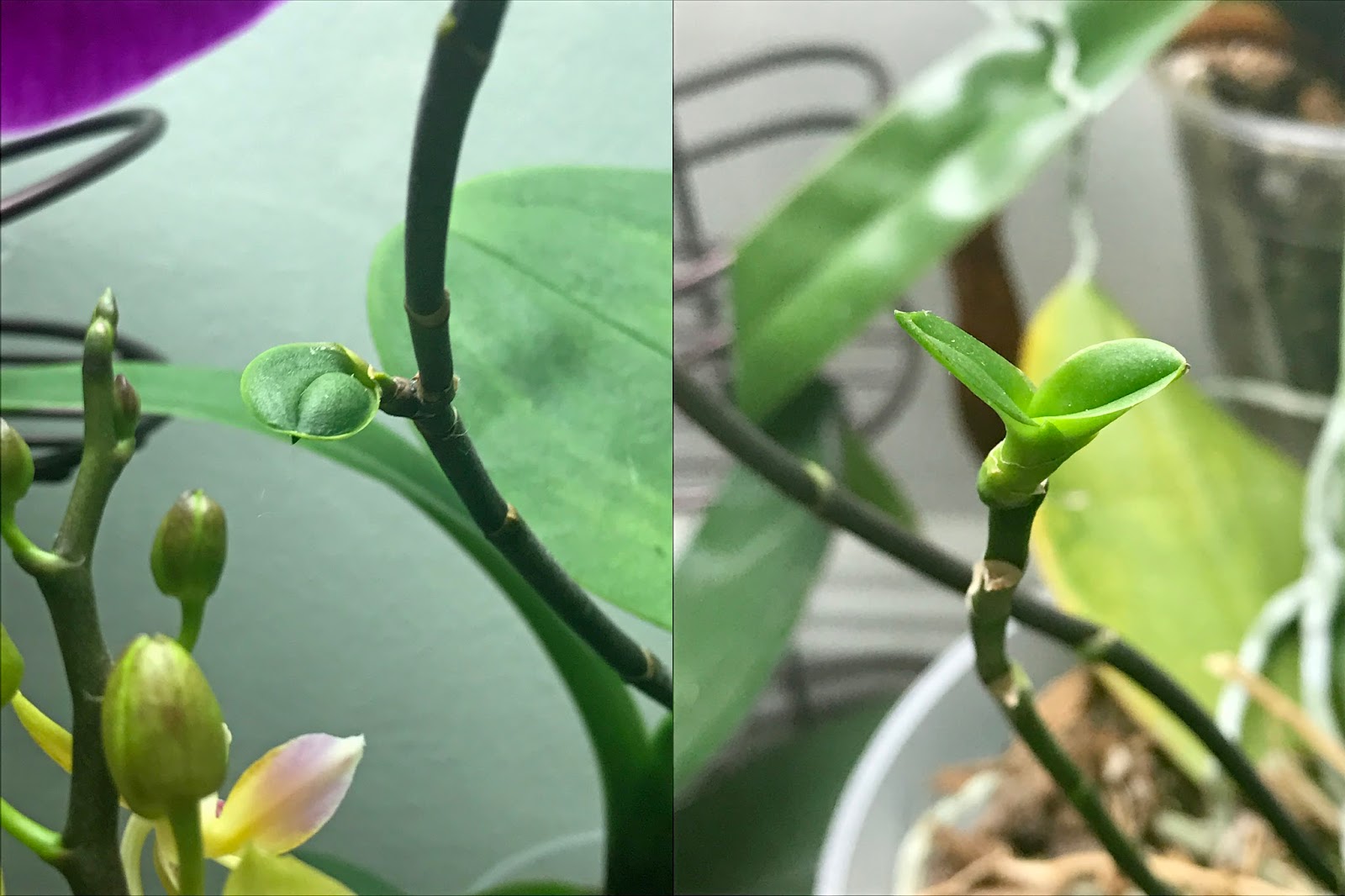 фаленопсис цветонос боковые почки. детка орхидеи на цветоносе. спящие почки у орхидеи. почка детки на орхидее. детка орхидеи на цветоносе.