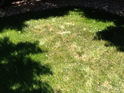Lawn*Doctor Lawn Care Insights: Summer is Here and My Lawn is Brown!
