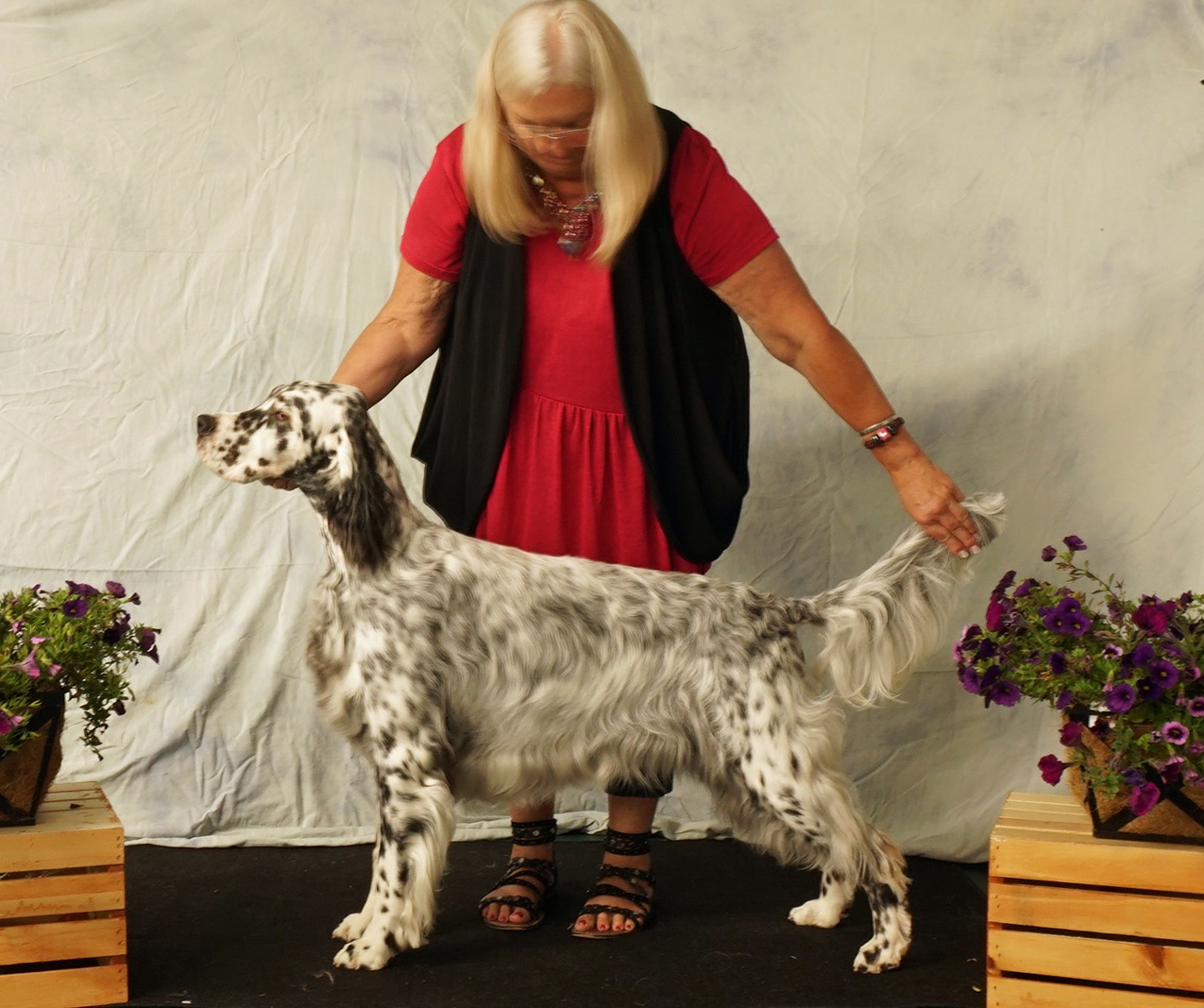Linwood English Setters Puppies