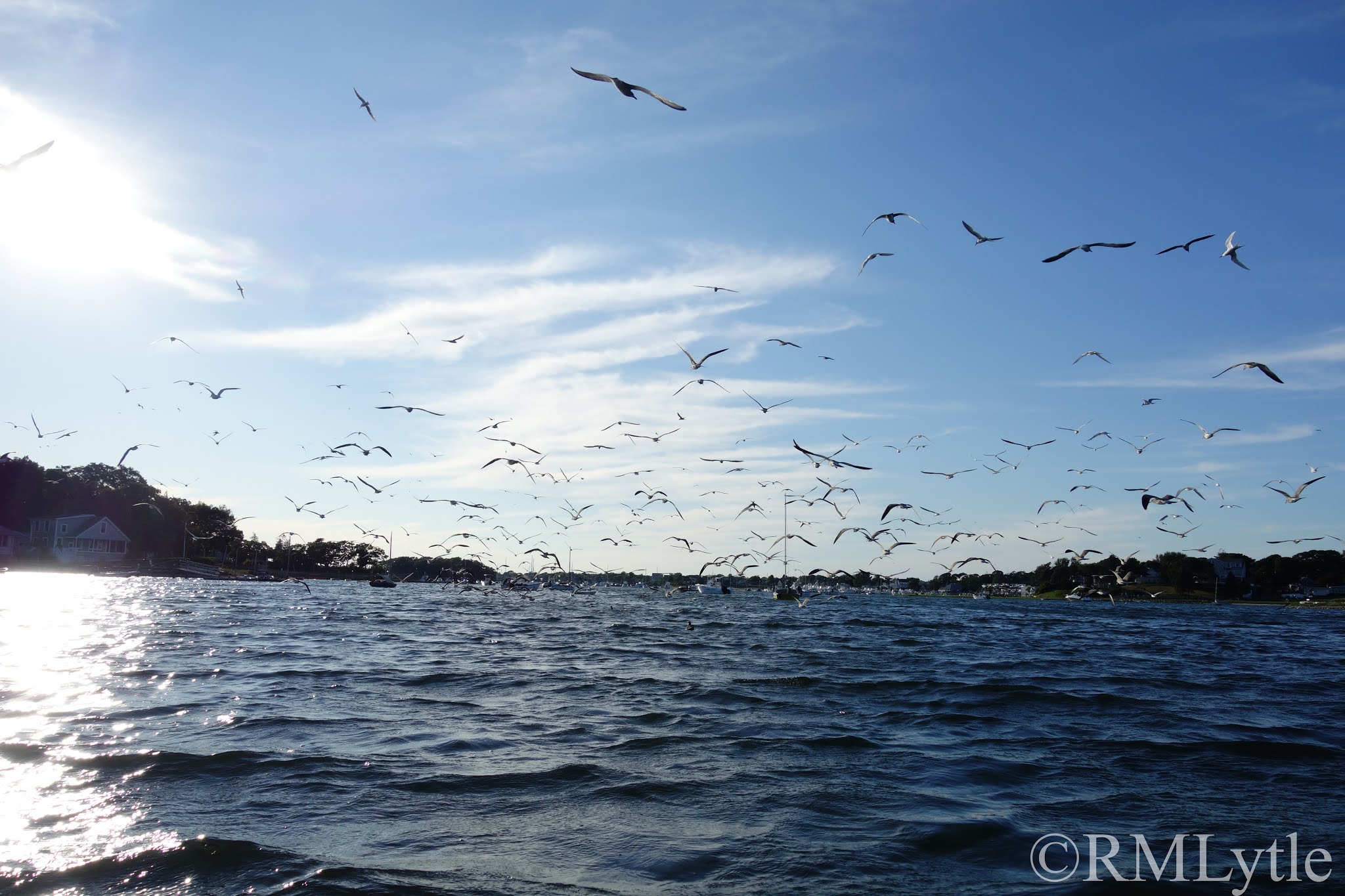 Connecticut Fly Angler It All Went Down in Buzzards Bay