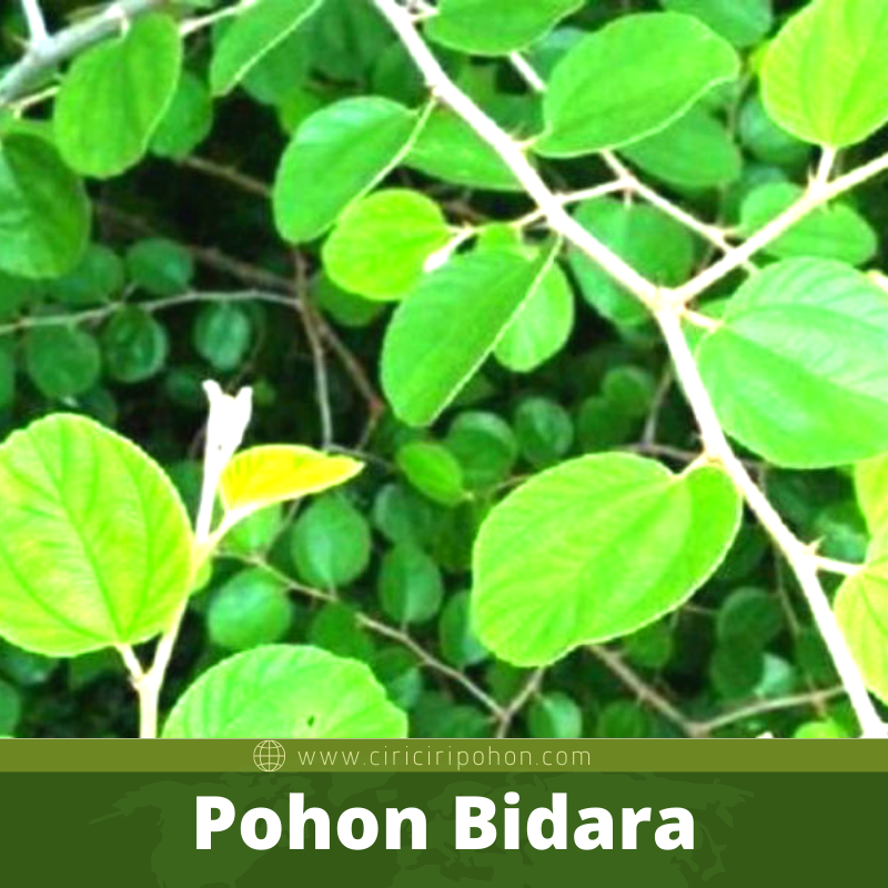 Bibit Pohon Bidara