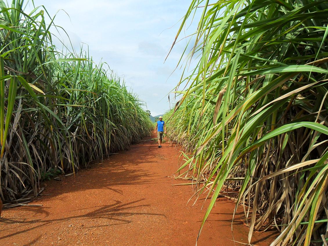 Investment Opportunities on Sugarcane Cultivation in Tanzania