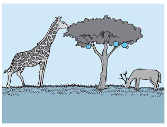 Soal Latihan Ipa Kelas 4 Penggolongan Dan Daur Hidup Hewan