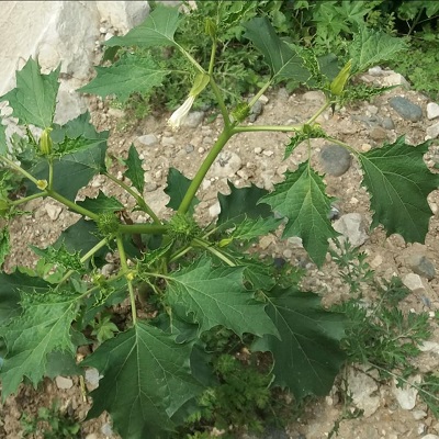 धतूरे के सूखे पत्तों या बीजों के घुएँ से भी दमा का कष्ट दूर होता है। Thorn apple, Dhatura is a common wild plant, but have some medicinal values धतूरे के सूखे पत्तों या बीजों के घुएँ से भी दमा का कष्ट दूर होता है। Thorn apple, Dhatura is a common wild plant, but have some medicinal values