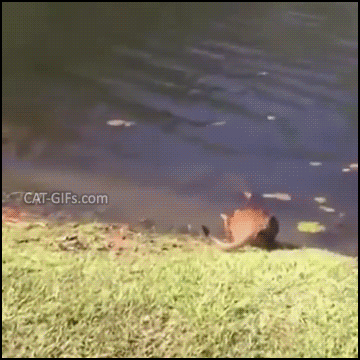 Startled Cat Is Startled Hahaha Cat Gifs Kitten Gifs