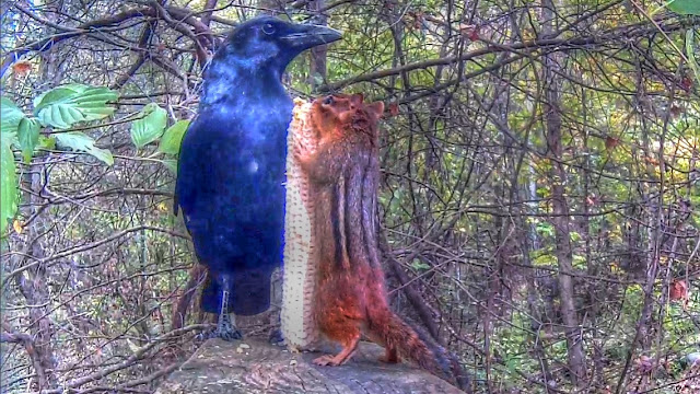 Chipmunk Outsmarts Crow