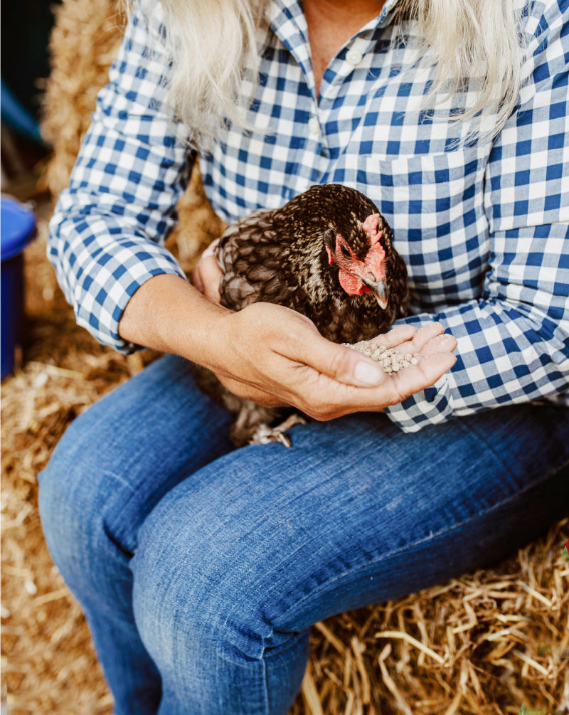 How to Pick up Chicks and Handle Them for a Family Friendly Flock