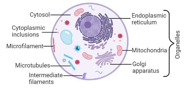 structure and function of cytoplasm