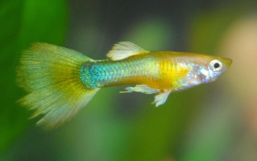 Gold Guppies drtjmcffggh2