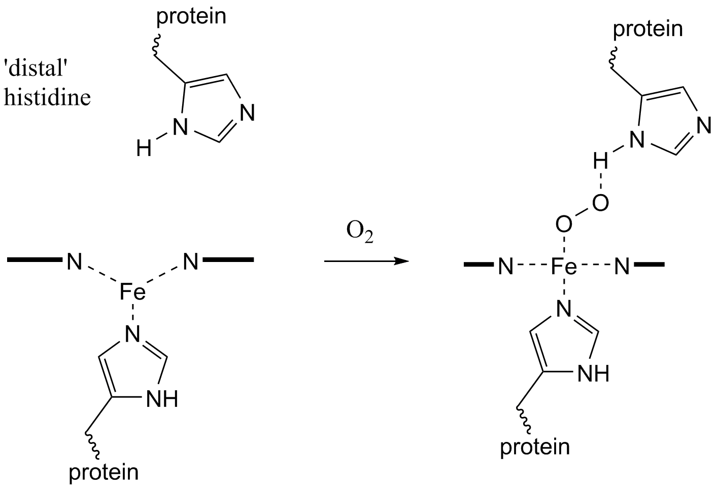 Biocoordination Chemistry: Oxygen Transport
