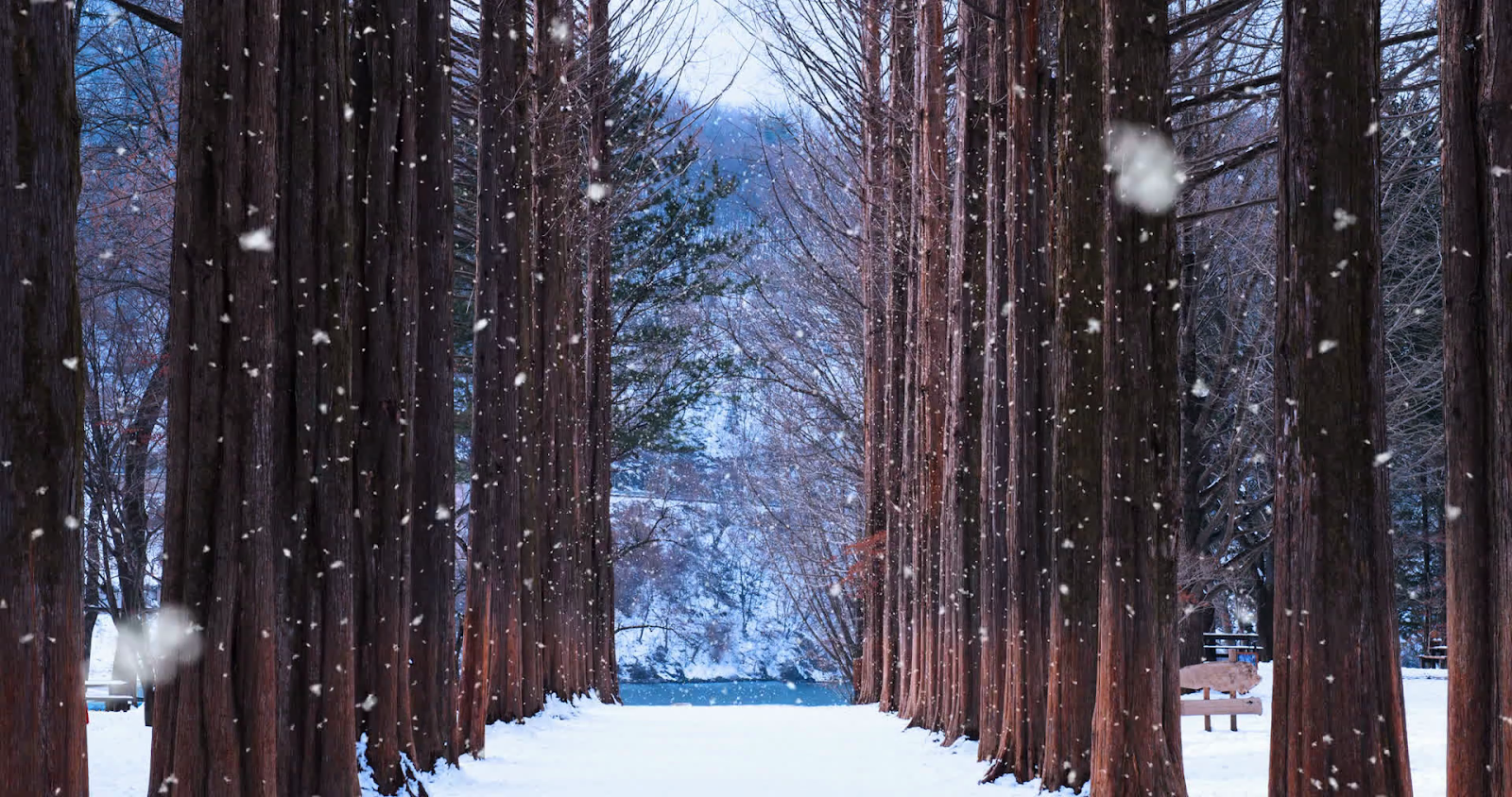 Promo Paket Tour Winter Korea Selatan 20202021