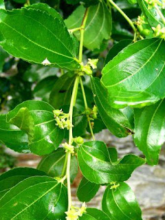 Daun-Widara disunnahkan (memandikan) Mayit dengan (dicampur) daun pohon widara atau sabun.