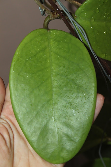 Hoyapassion: Hoya monetteae - kwitnąca premiera