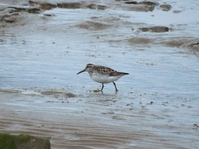 Broad-billed Sandpiper - Kimnel Bay