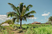 Landscape that include beautiful skies, coconut palm tree, and green guinea grass available at Dreamstime.