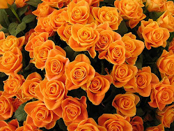 orange rose wallpapers flowers flower plants roses backgrounds rosa bud bush colours buds