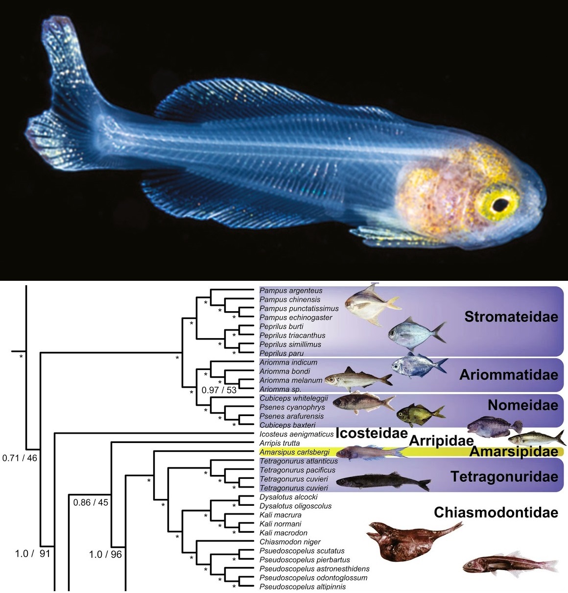 glassfish twitter glassfish twitter