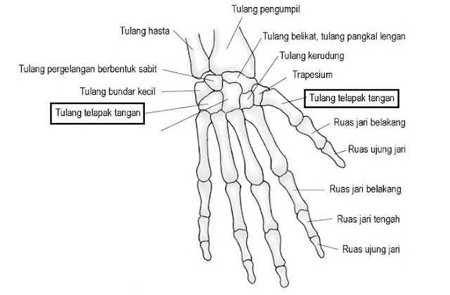 Fungsi dari tulang pergelangan tangan adalah