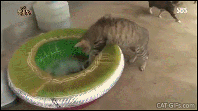 Hilarious Cat GIF • Hungry cat tries to catch and eat an octopus but he gives a smack the cat on the head haha Hilarious Cat GIF • Hungry cat tries to catch and eat an octopus but he gives a smack the cat on the head haha